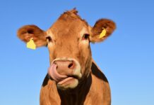 Insolite. Des vaches ont été inscrites à l’école