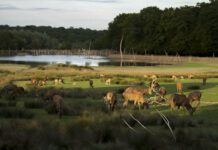 Parc Sainte-Croix – Des oursons, des graines & des histoires