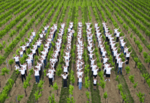 Gastronomie. Jean Geiler : 100 ans de vinification